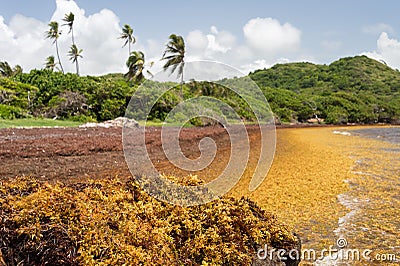 Large quantities of Sargassum seaweed lay ashore Stock Photo