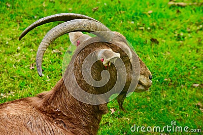 A head shot of a Ram goat Stock Photo