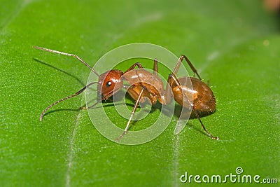 Large Red Ant Stock Photo