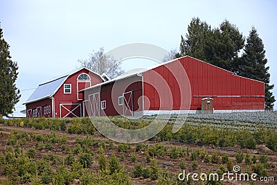 Large red barns. Stock Photo