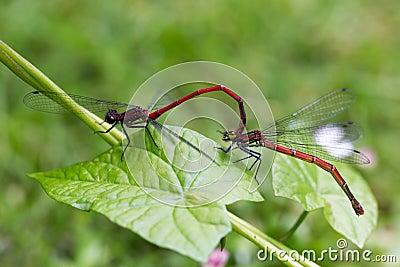 Large Red Damselfly, Pyrrhosoma nymphula, male and female copula Stock Photo