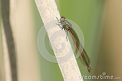A Large red damselfly Pyrrhosoma nymphula perched on a reed. Stock Photo