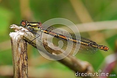 Large red damselfly Stock Photo