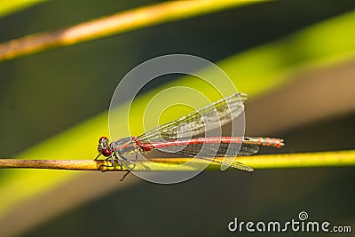 Large red damselfly Stock Photo