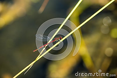 Large red damselfly sitting on grass Stock Photo