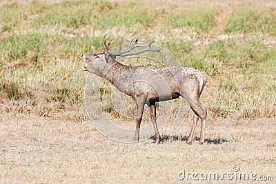 Large red deer during mating season Stock Photo