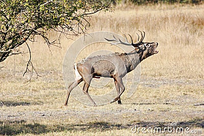 Large red deer roaring Stock Photo