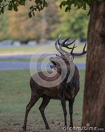 Large red deer stag roaring loudly Stock Photo