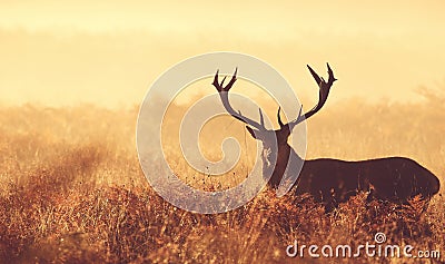 Large red deer stag silhouette Stock Photo