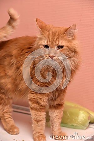 Large red fluffy housecat Stock Photo