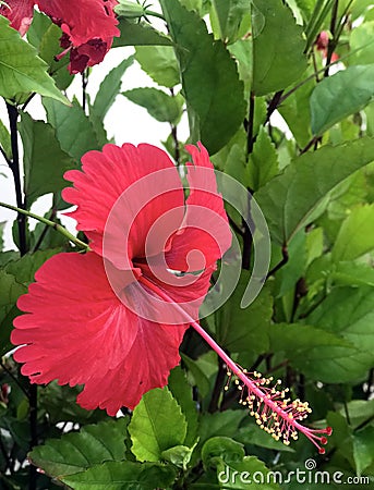 Large red hibiscus flower Hibiscus. Stock Photo