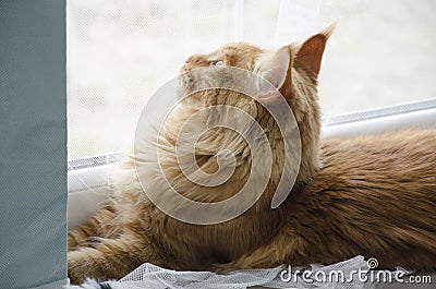 Large red marble Maine coon cat lies and looks out the window Stock Photo