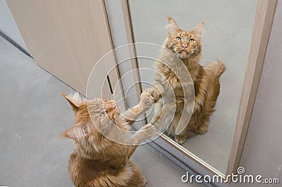 Large red marble Maine coon cat sits next to the mirror Stock Photo