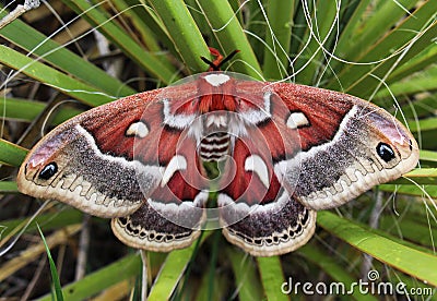 Large red moth in yucca bush Stock Photo