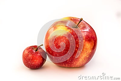 A large red and pink apple with a small paradise apple wild on a white isolated background. A small child of a large apple. Stock Photo