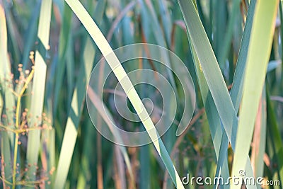 These large reeds are sometimes called bulrushes Stock Photo