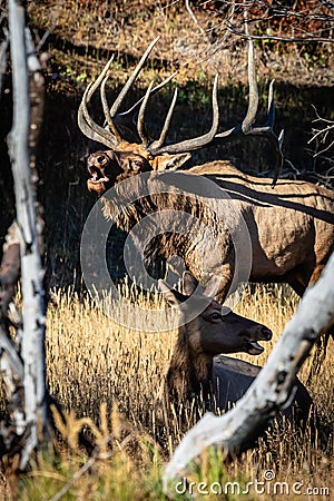 Large Regal Bull Elk Bugling in the Trees Stock Photo