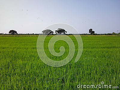 Large rice field and wide light sky. Stock Photo