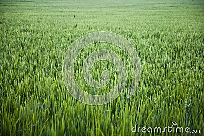 Large rice paddy Stock Photo