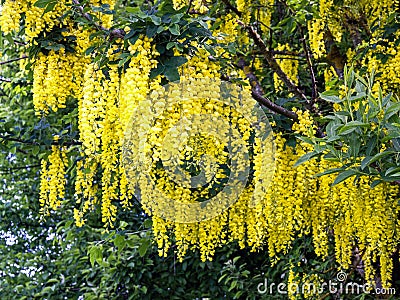 Large, richly blooming laburnum tree Stock Photo