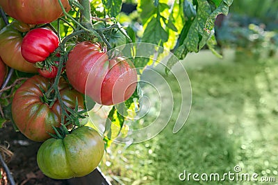 Large ripe and juicy beefsteak tomatoes in the home garden . Stock Photo