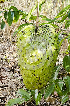 Large Ripe Soursop Stock Photo