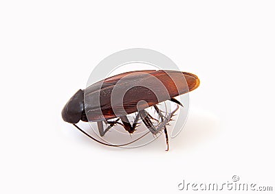 Large roach Stock Photo