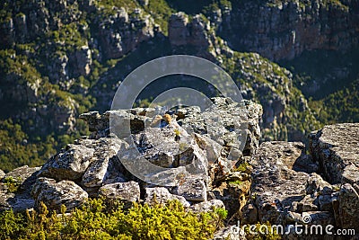 Large rocks on a mountain with lots of greenery. Closeup of rocky Lions Head mountain during summer in Cape Town, South Stock Photo