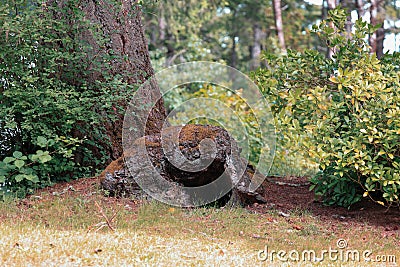 large root base with alcove at the base of a tree Stock Photo