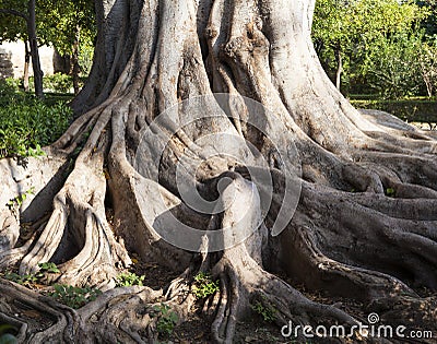 Large roots of a big tree Stock Photo