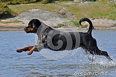 A large rottweiler female jumping in water Stock Photo