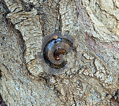 Large round amber smooth blob resin close up, ephemera on tree Stock Photo