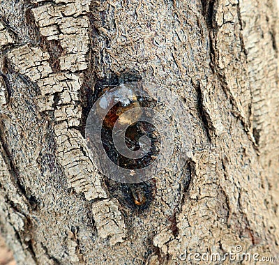 Large round amber smooth blob resin resin close up, ephemera on tree Stock Photo
