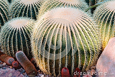 Large round cacti found at the Frederik Meijer gardens Stock Photo