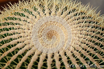 Large round cactus covered with long yellow thorns. Close-up top view Stock Photo