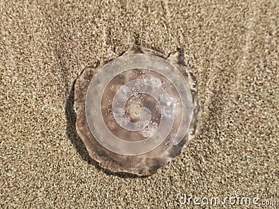 Large round circle translucent transparent jellyfish animal on sand beach. Dead sea ocean jelly fish on seashore ocean shore coast Stock Photo
