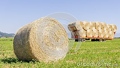 A large round hay bale in a field in the Tuscan countryside, with a trailer full of hay bales in the background, Italy Stock Photo