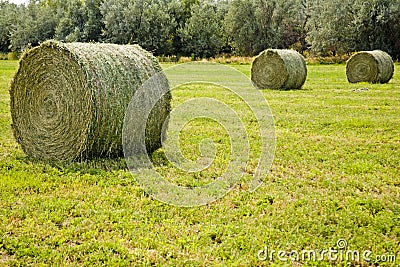 Large round hay bales agriculture alfalfa grass Stock Photo