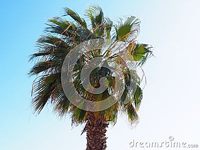 Large Ruffled Fan palm tree with wavy green leaves and clear blue Sky on a sunny day in Malaga Spain Stock Photo