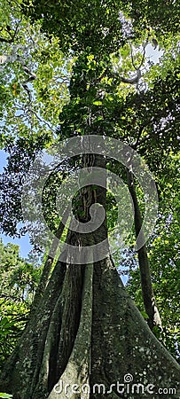 a large sacred tree guarded by local residents Stock Photo