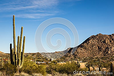 Large saguaro cactus in a residential desert landscape Stock Photo