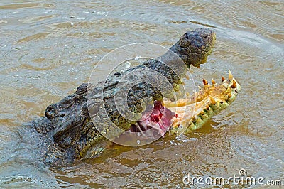 A Large Saltwater Crocodile Eating A Meat Stock Photo