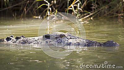 Large saltwater crocodile Stock Photo