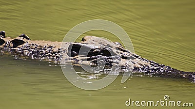 Large saltwater crocodile swimming Stock Photo