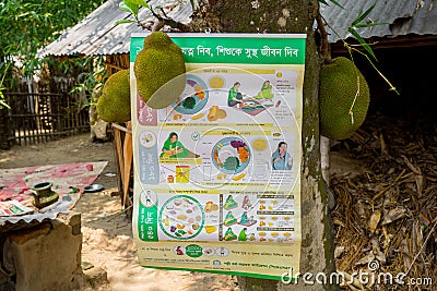 A large scale of jackfruits hanging on the tree. Jackfruit is the national fruit of Bangladesh. It is a seasonal summer time fruit Editorial Stock Photo