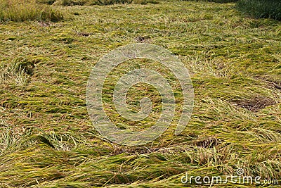 Large-scale lodging of rice after the disaster Stock Photo