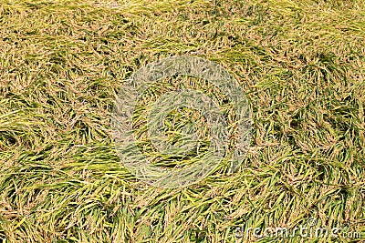 Large-scale lodging of rice after the disaster Stock Photo