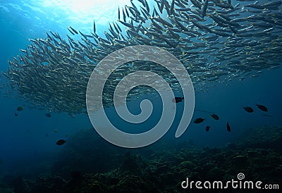 Large school of snappers fish underwater in blue colors Stock Photo