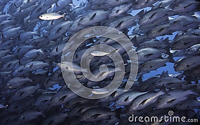 A large school of Twinspot snapper fish filling the frame Stock Photo