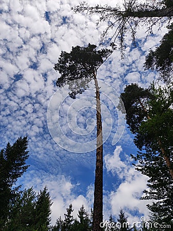 Large scotch pine - treetop reaching for clouds Stock Photo